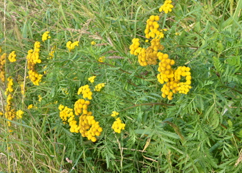 Rainfarn (Tanacetum vulgare) - © Bernard Wieser